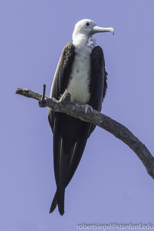 galapagos